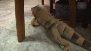 Нападения игуан и чем они опасны для людей