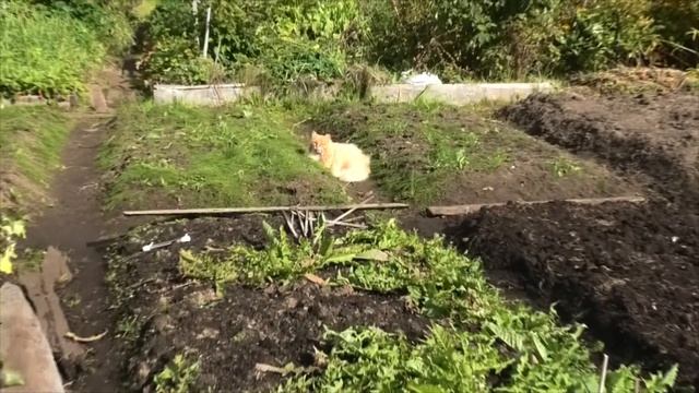 9-10 2021г картофель, Рыжик, лук дача под Архангельском смотреть онлайн