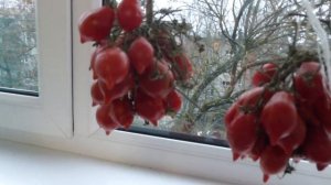 Продолжение эксперемента  Томат черри пьенноло дель везувио