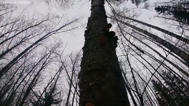 Грибы зимой! Вести 2.12.20 Съедобные грибы в лесу!Потерял пакет c опятами.Жарю вешенки на сковороде смотреть онлайн