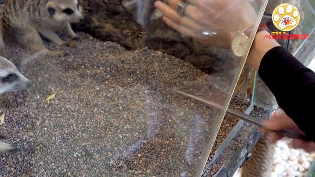 Взял ЗМЕЮ в руки ЛЮБЛЮ змей 🐍🐍🐍 смотреть онлайн