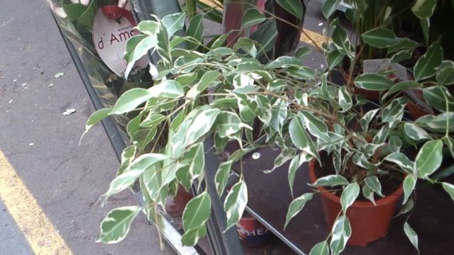 Одним глазом на склад Flora Holland Chernyakus смотреть онлайн