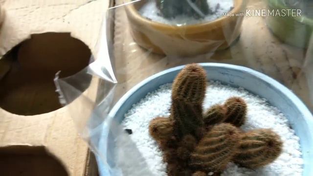 FESTIVAL DE CACTOS E SUCULENTAS - OUTLET DAS FLORES