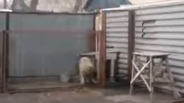 Собака танцует в Караганде район Михайловка смотреть онлайн
