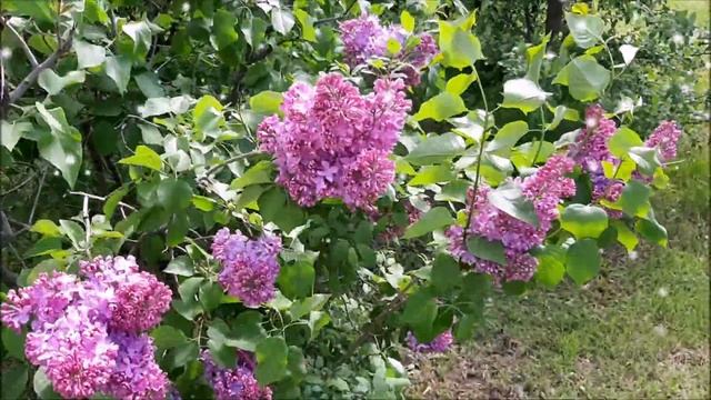 Цветущая сирень. Музыкальная зарисовка. Что посмотреть в России? смотреть онлайн