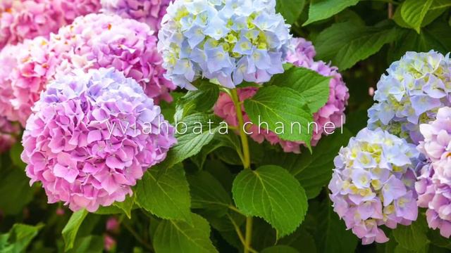 HORTENSIA Flores color BEST flowering HYDRANGEA Plant смотреть онлайн