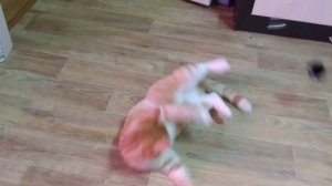 Паук укусил кота. Страшное видео.