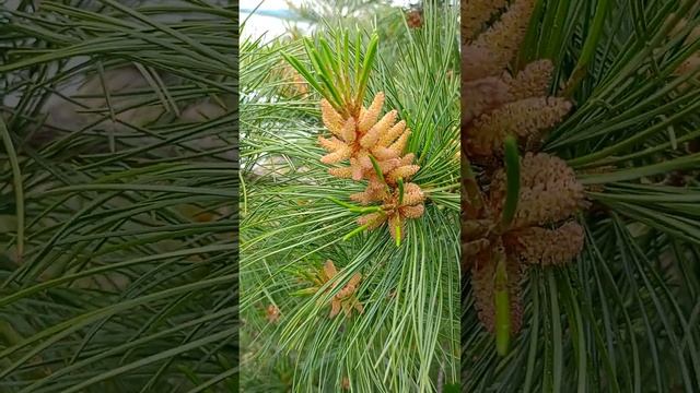 Как цветёт кедр в домашних условиях на Дальнем Востоке смотреть онлайн