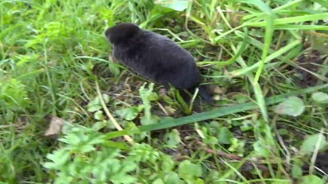 Крот бегает) смотреть онлайн