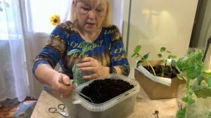 Рассада вытянулась. Что делать? Показываю!