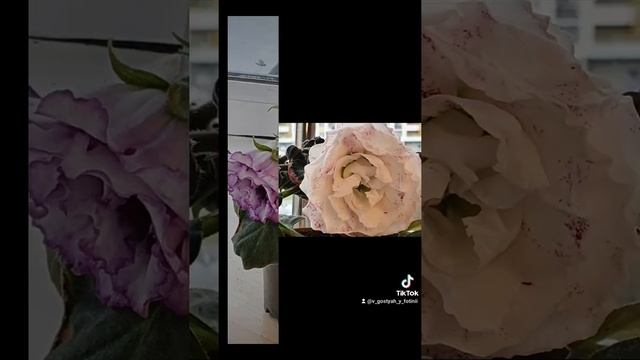 ОСЕННЕЕ ЦВЕТЕНИЕ ГЛОКСИНИЙ 19.09.21 смотреть онлайн