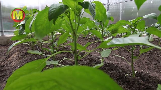 Формирование растений перца сладкого. смотреть онлайн