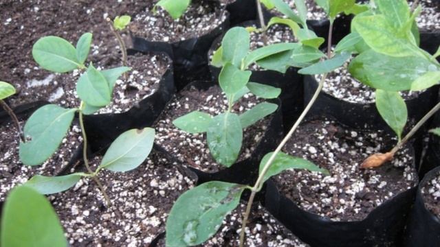 Размножение жимолости черенками летом смотреть онлайн