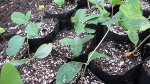 Размножение жимолости черенками летом