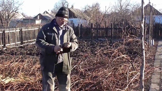 01 - Как нарезать и хранить чубуки ( черенки ) винограда смотреть онлайн
