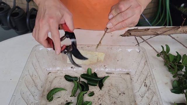 Best way to Propagate Crape Myrtles from Cuttings, how to root Crepe Myrtle cuttings? смотреть онлайн