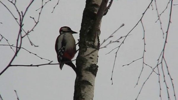 Дятел на березе. Woodpecker. AllVideo.su