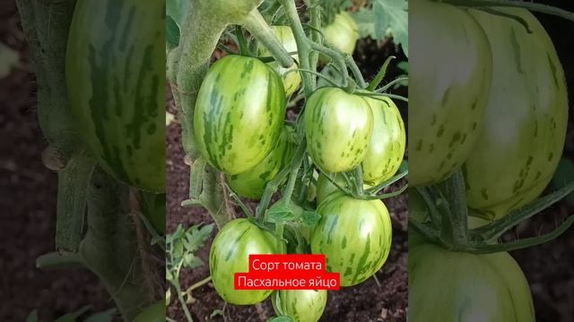 Томат Пасхальное яйцо  #калининград #рек #калининград39 #деревенскаяжизнь