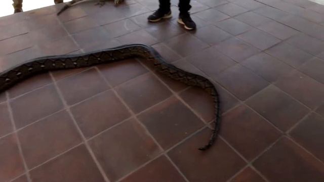 Giant tiger python at Lombok Elephant Park смотреть онлайн