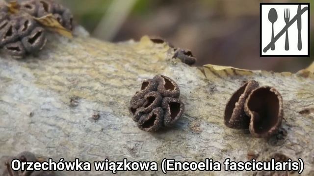 Orzechówka wiązkowa (Encoelia fascicularis) Słowacja смотреть онлайн