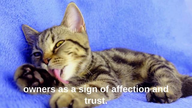 6 Signs My Cat Loves Me смотреть онлайн