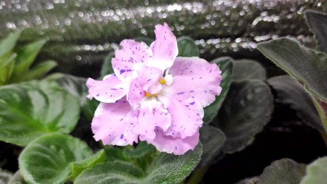 Фиалка цветёт Пт- Юная Пастушка, первое цветение #shorts #фиалки #violet #фиалка #цветы #сентполия смотреть онлайн