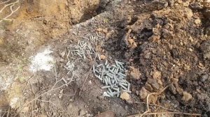 "Чёрные копатели" или Поисковые отряды вскыли немецкую линию обороны.