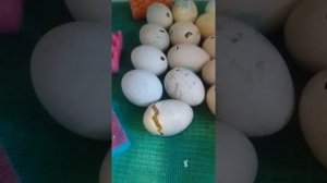 Инкубация индоуток 34 сутки# вылупление индоуток