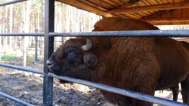 Зубр як смотреть онлайн