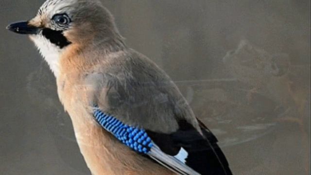 Beltaine - Sunrise.mp4 смотреть онлайн