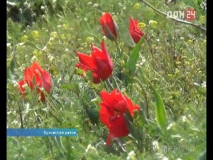 Фестиваль экологического туризма "Воспетая степь" провели в пятый раз  ДОН24