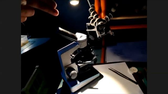 Беседы о науке: как растут БАКТЕРИИ? смотреть онлайн