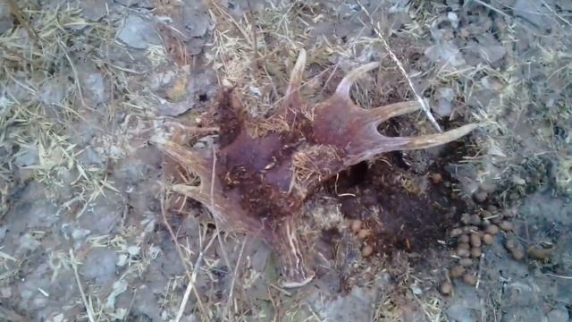 Рога Лося. поиск с ТОЗ-63. Весна 2022. смотреть онлайн