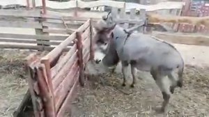 купили осла