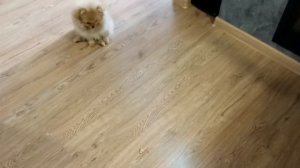 ? Дрессировка щенка.  Команда НЕЛЬЗЯ #1