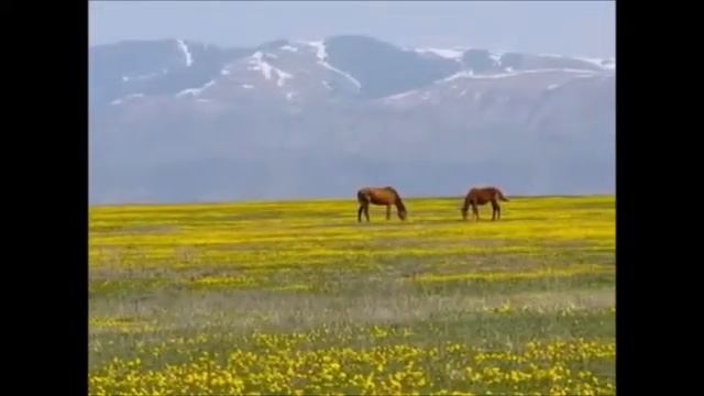 ОРЕНБУРГСКИЕ СТЕПИ ЗЕМЛЯ МАТУШКА РОДНАЯ смотреть онлайн
