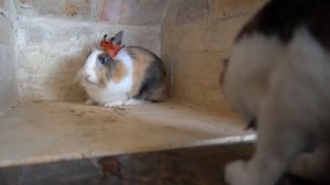 ЛЕДИБАФ И СУПЕР КОТ МАЛЫШ! КОШЕЧКА МУРКА ИГРАЕТ в Ladybug and Noir! ЛЕДИ БАГ ФАНФИК И ЮТУБ КНОПКА!