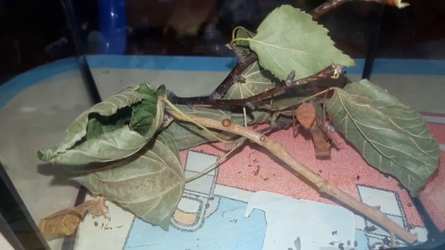 Кормление богомола Валеры