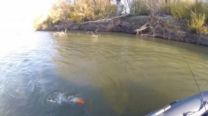 Рыбалка на Иртыше налим на 5.8кг