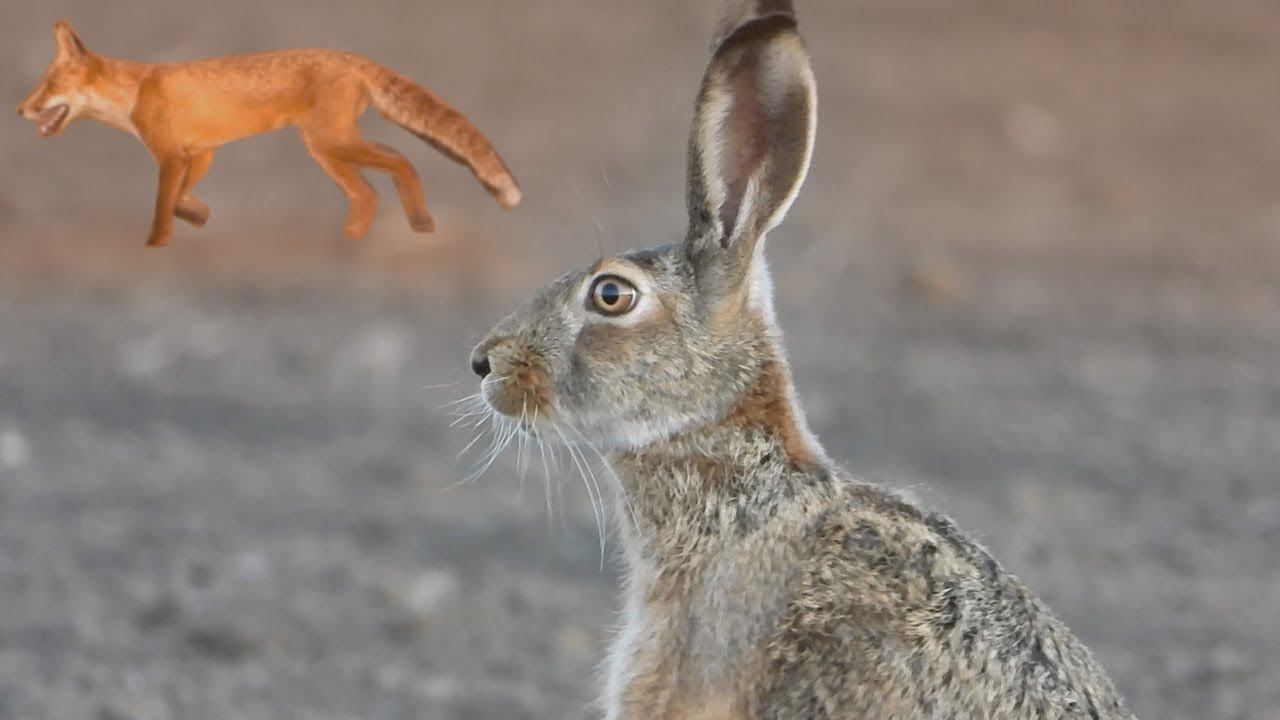 Заяц заметил лису и побежал ей навстречу / The hare notice the fox and ran towards it смотреть онлайн