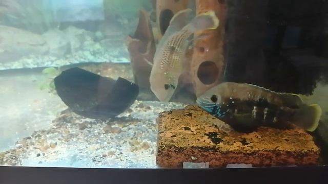 #Аквариум#Супер нерест# #Акары Бирюзовой заметил нерест#