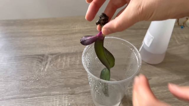 Suda Köksüz Büyüyen Orkide Yapraklari Bu Yolla Birçok Saglikli Kökler Cikararak смотреть онлайн