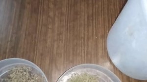 ☼Подготовка к посеву семян петрушки и укропа