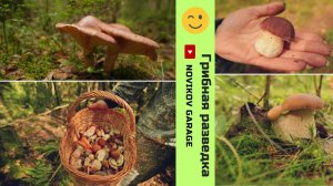 Грибная разведка 16 августа 2024. Всеволожский район.