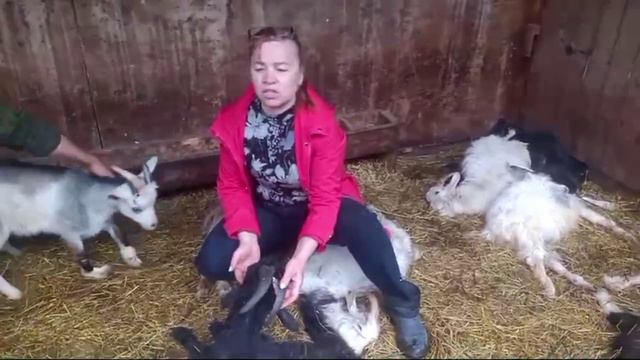 В Пыть-Яхе бездомные собаки зоозащитников загрызли стадо коз и баранов смотреть онлайн