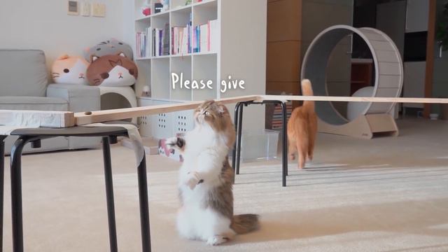 Cat Bridge Challenge! Stay Steady! | Kittisaurus