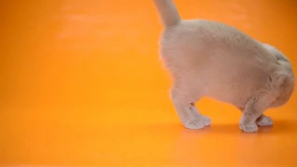 Gaspacho (Гаспачо)