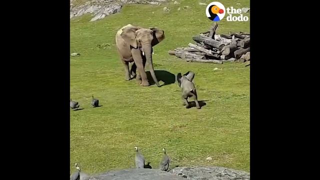 Baby Elephant Chasing Birds FAIL | The Dodo смотреть онлайн