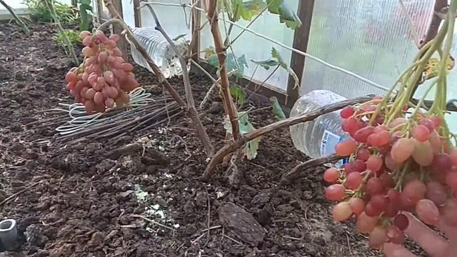 Виноград в Ленинградской области Памяти Домбковской, Кишмиш Велес смотреть онлайн