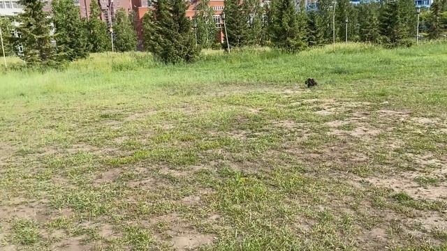 Катали EVO-R, Slash, 9EMU, MMAX, WLT144001, Багги на нитрометане